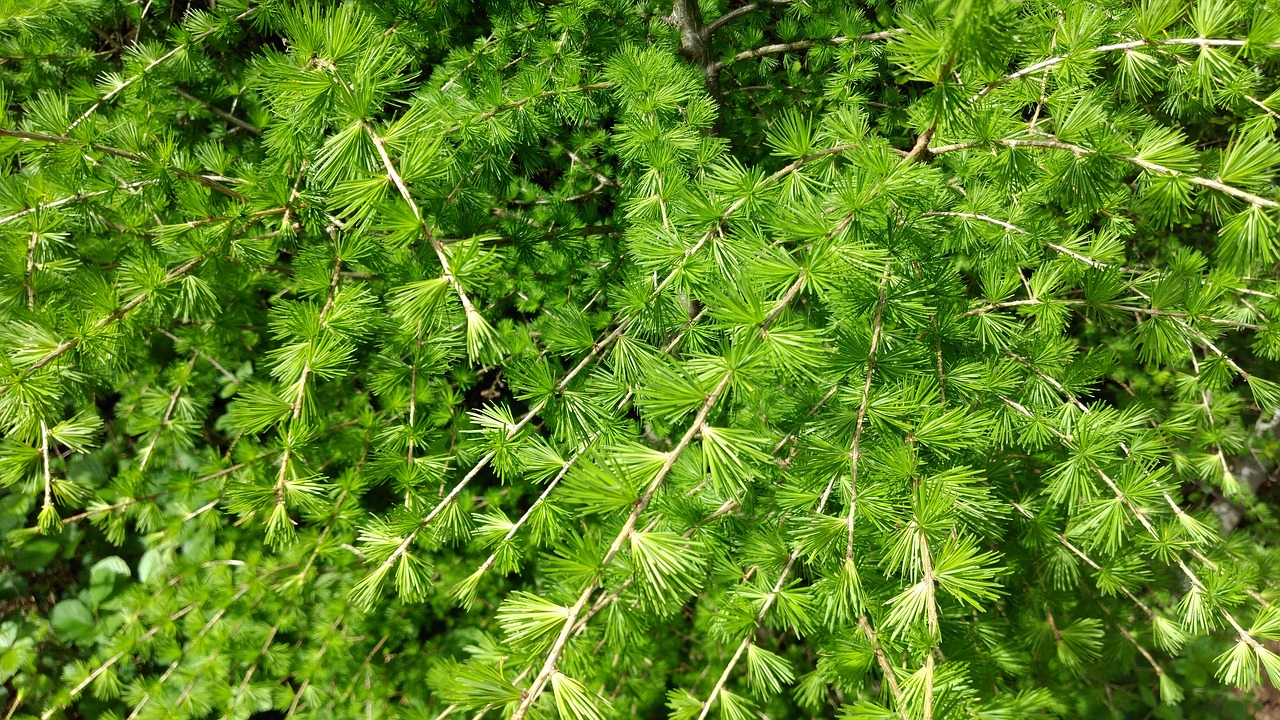 green  leaves  background free photo