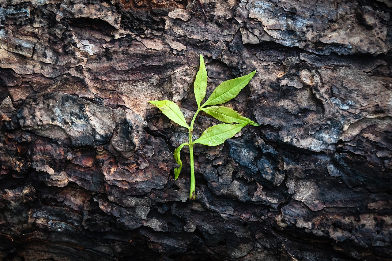 Green brown. Кожа и дерево. Leaf Brown Green. Кожица дерева фото. Tree Skin.