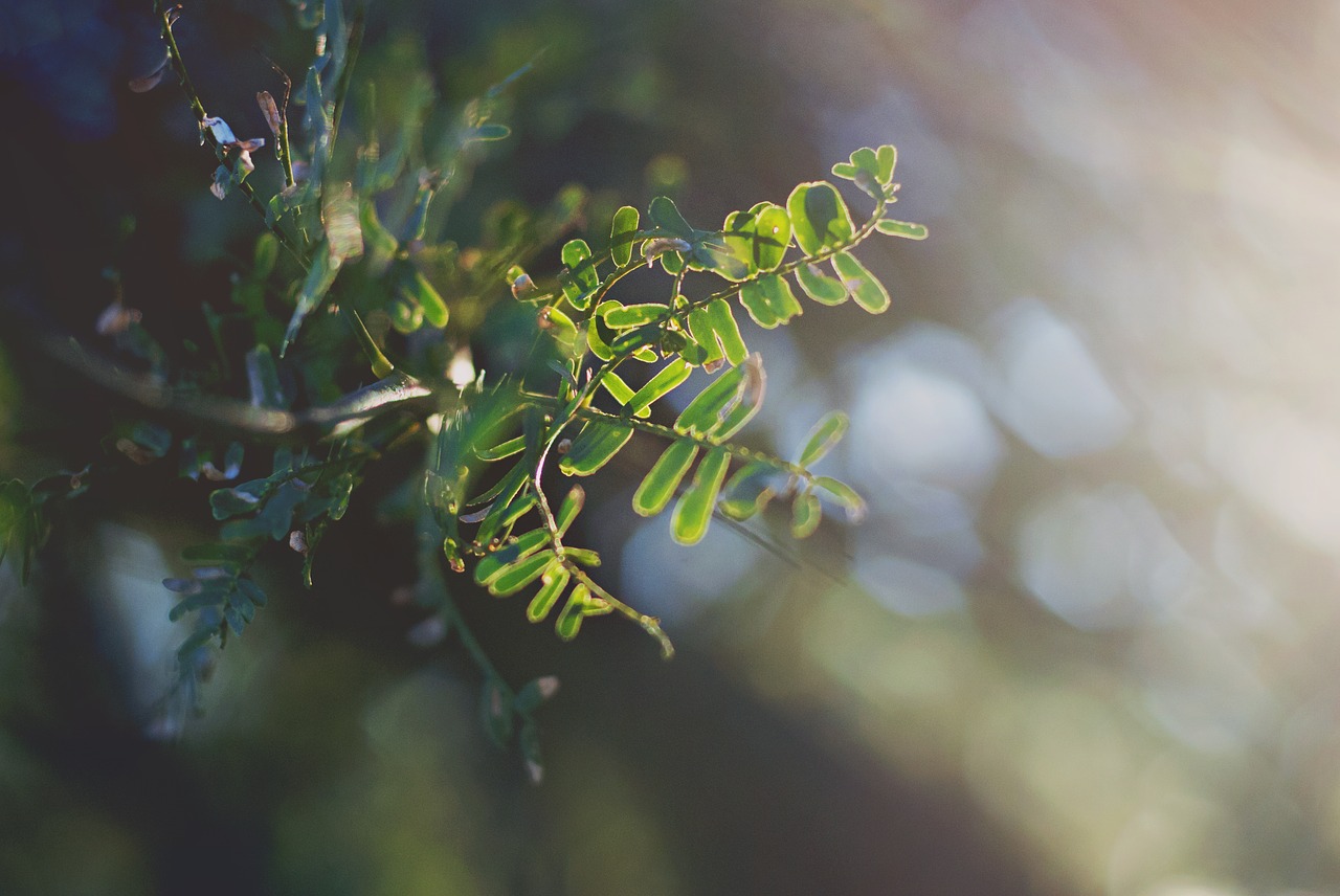 green  tree  leaf free photo