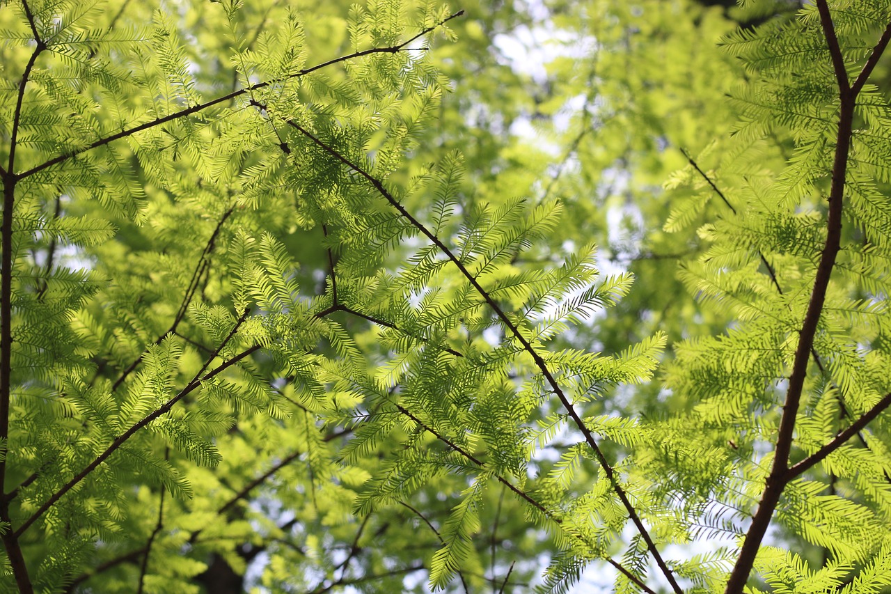 green  summer  leaf free photo