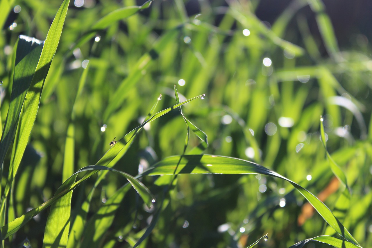 green  grass  insect free photo