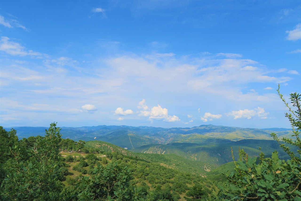 green  nature  forest free photo