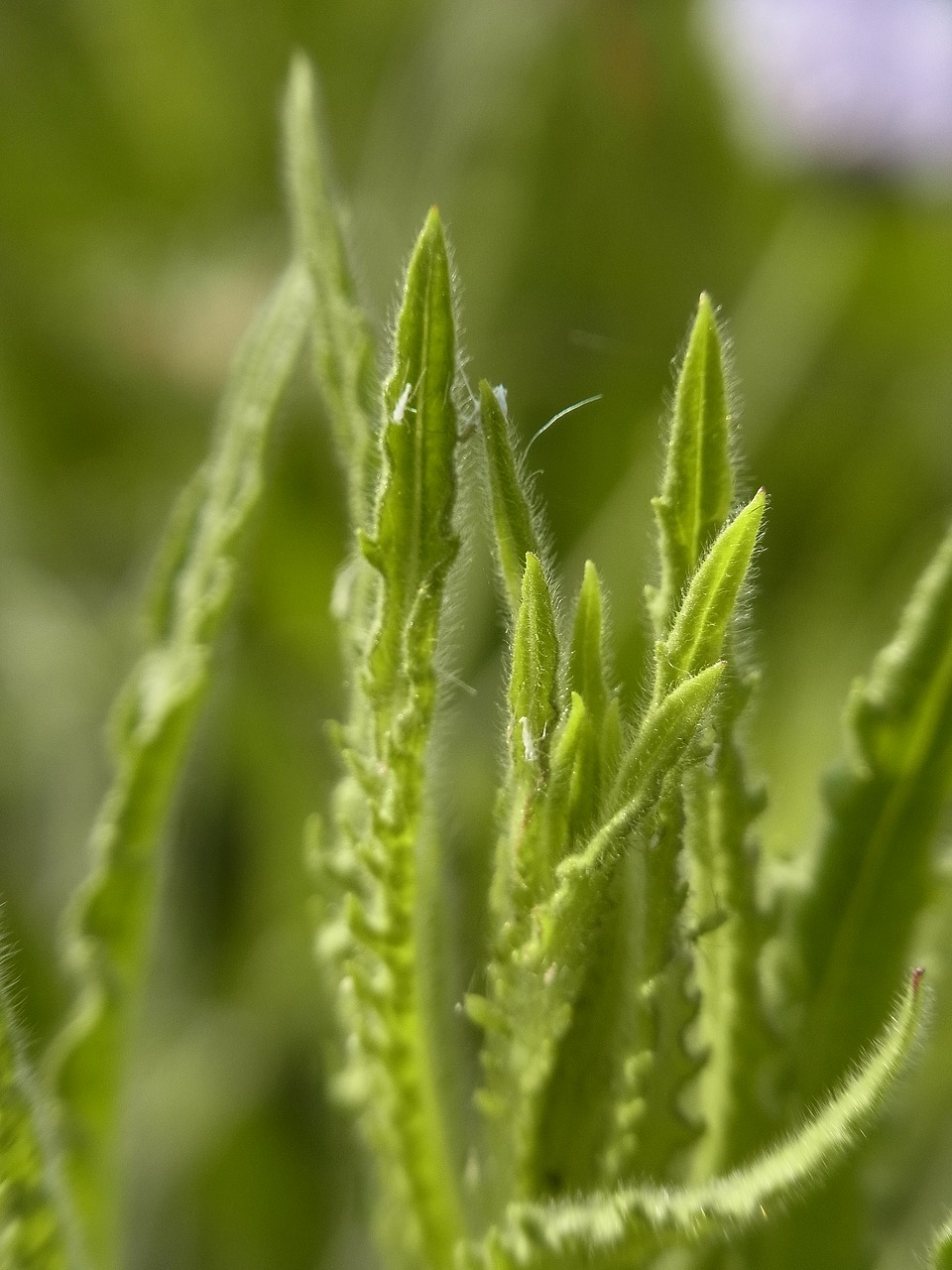 green  plant  nature free photo