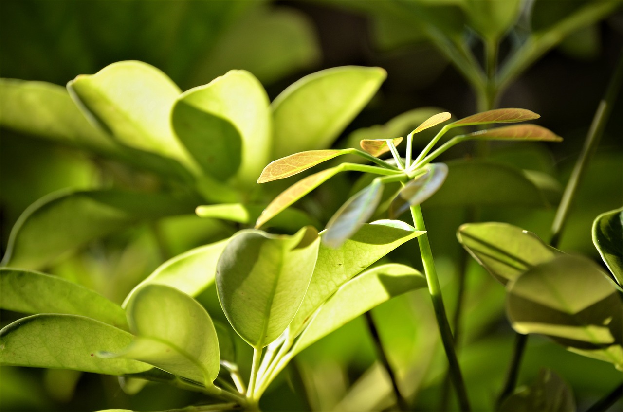 green  plant  leaves free photo