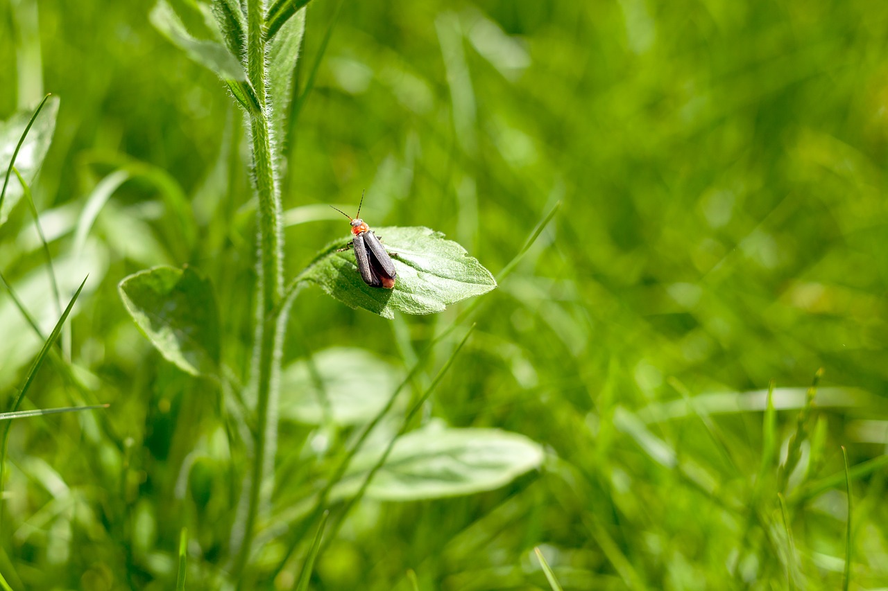 green  insect  nature free photo