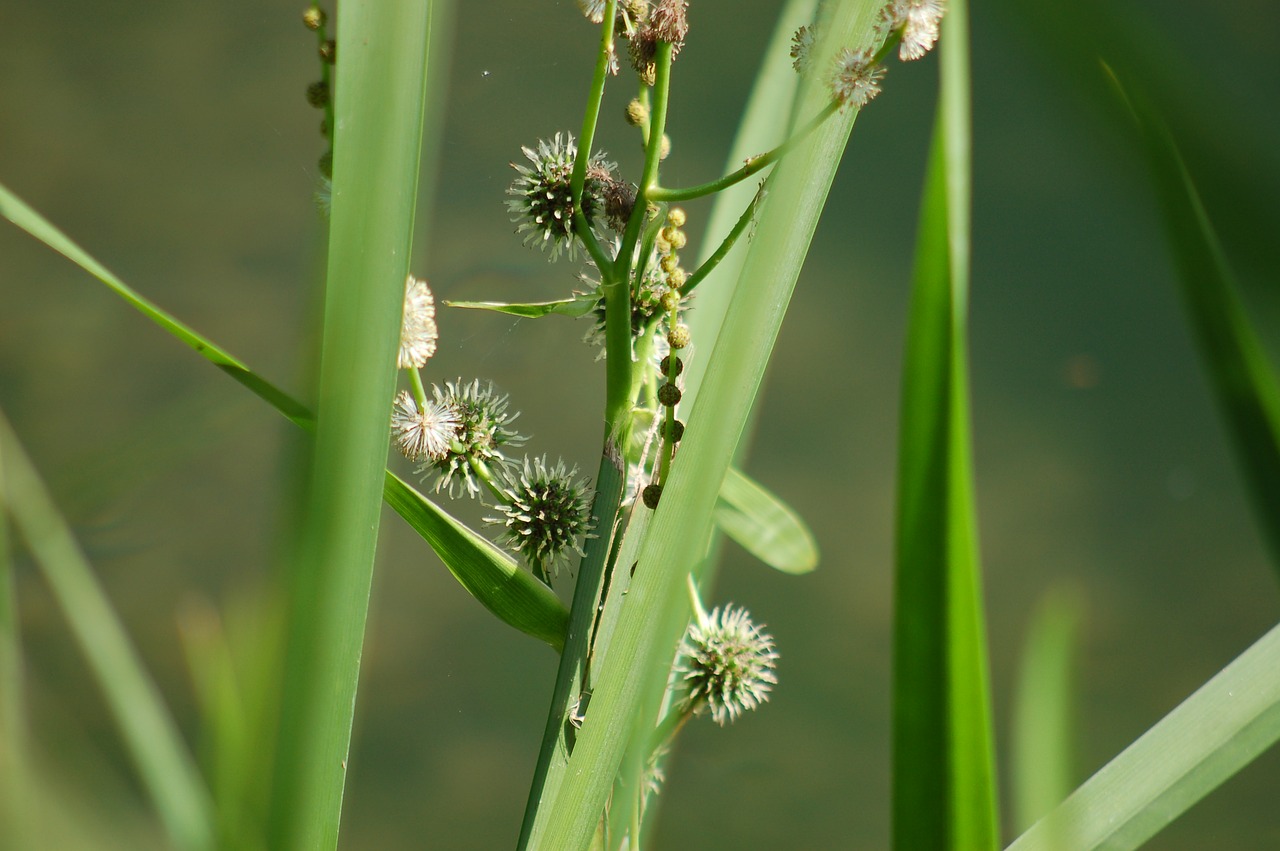 green  grass  nature free photo