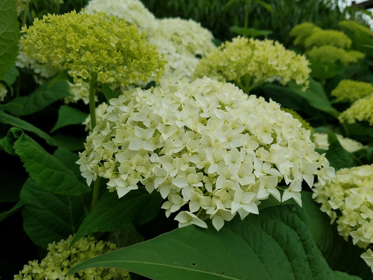 green  hydrangea  nature free photo