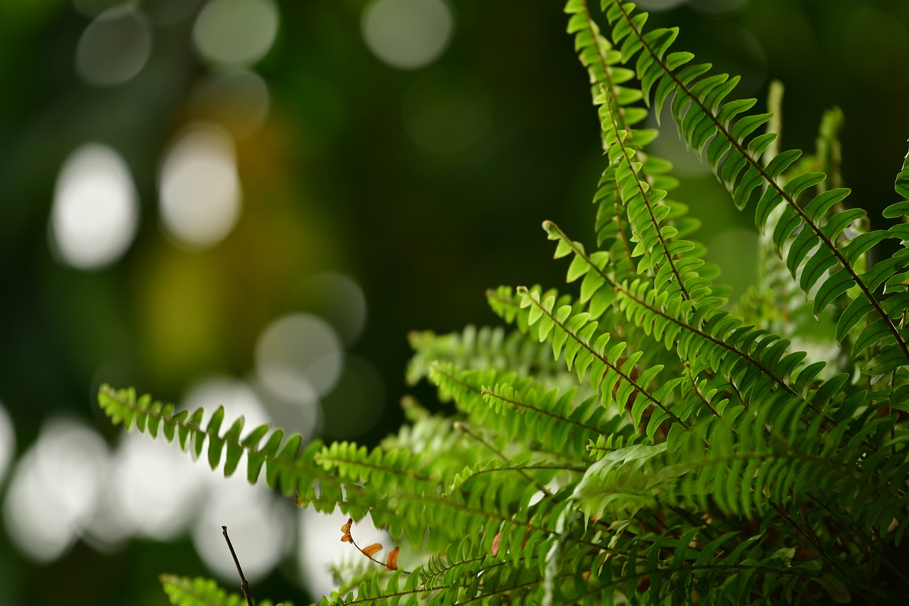 green  leaf  fern free photo