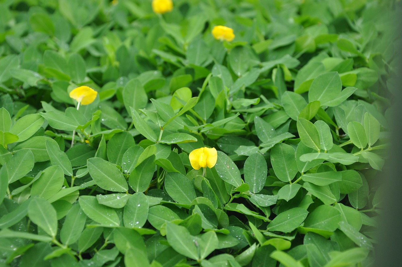 green  flowers  yellow free photo