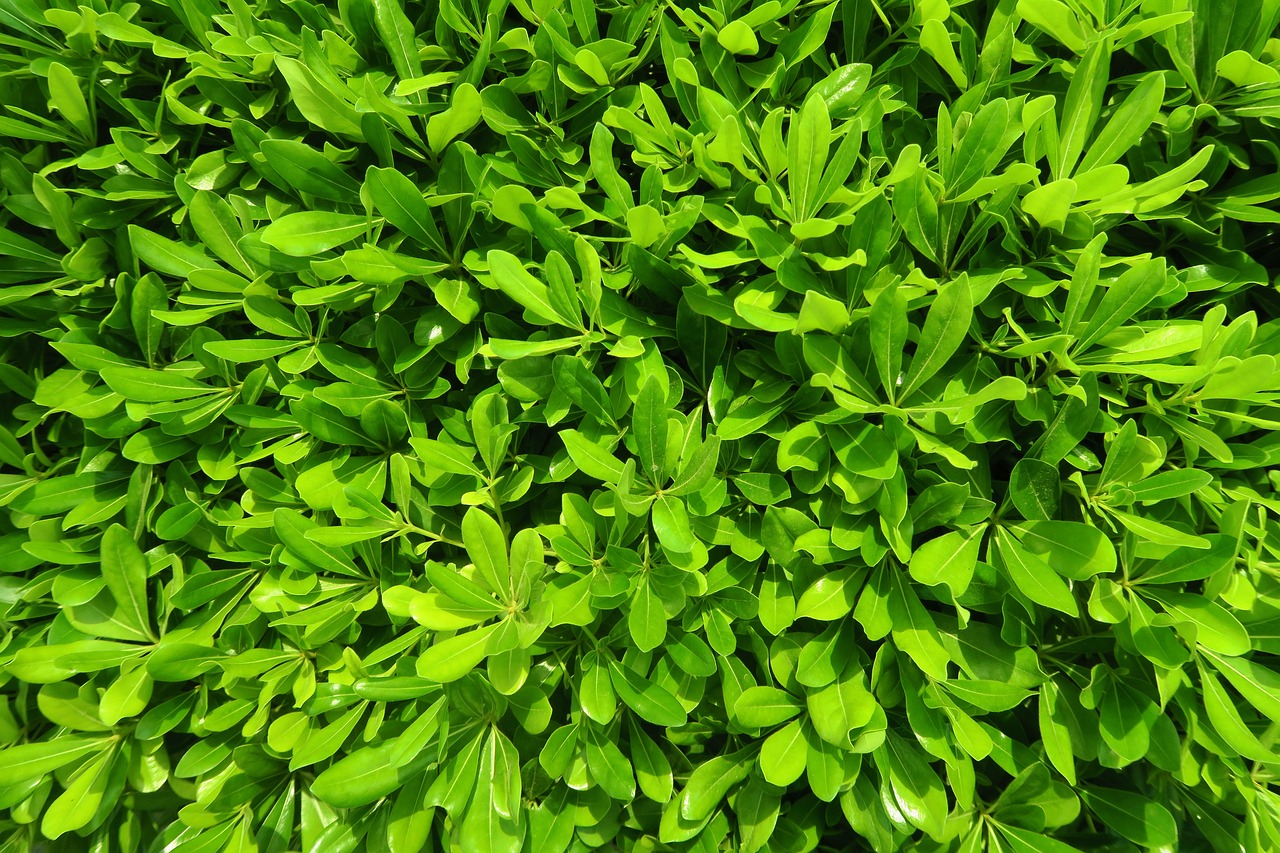 Лист плоский зеленый. На даче появилось растение с ревленными салатовыми листиками. Green leaf отзывы