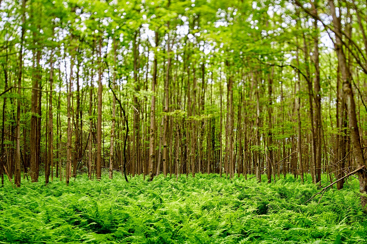 green  trees  nature free photo