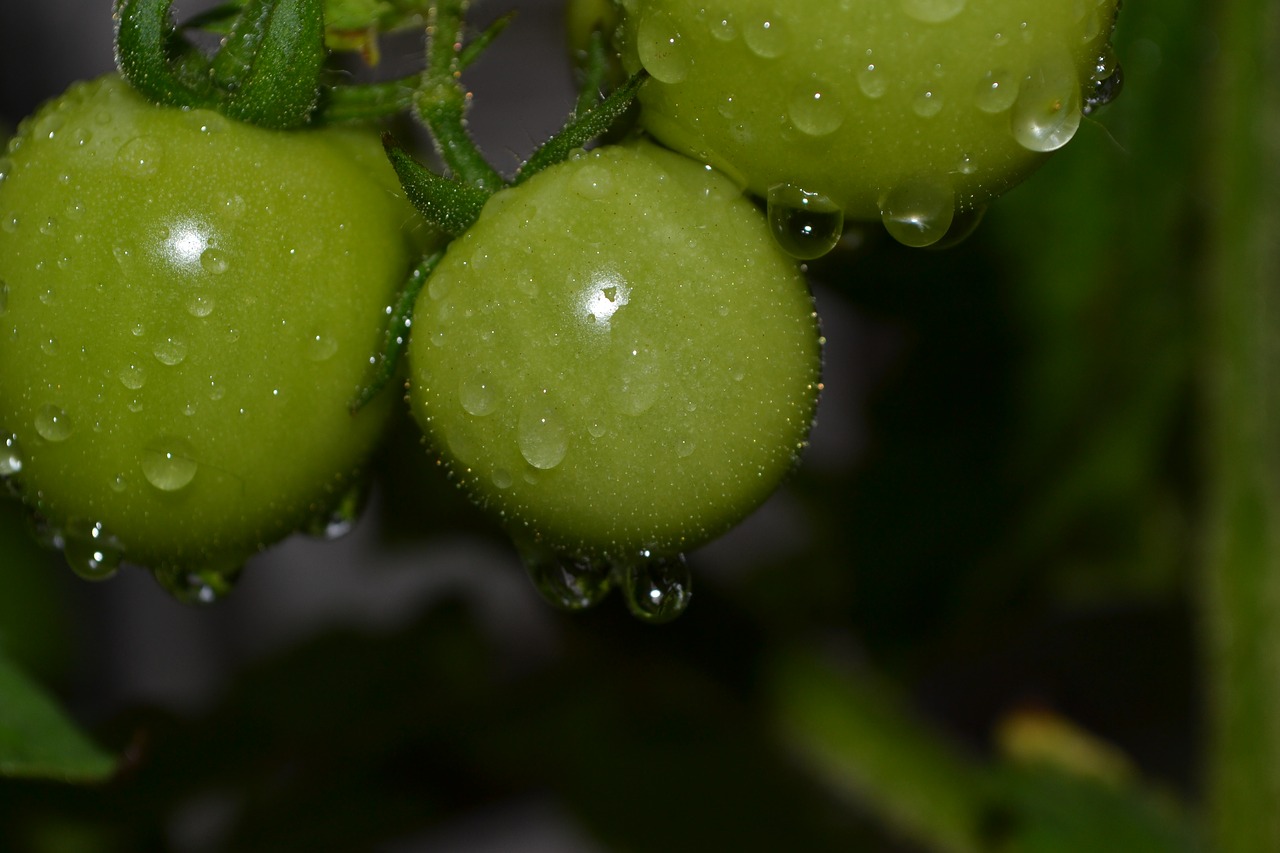 green  nature  food free photo