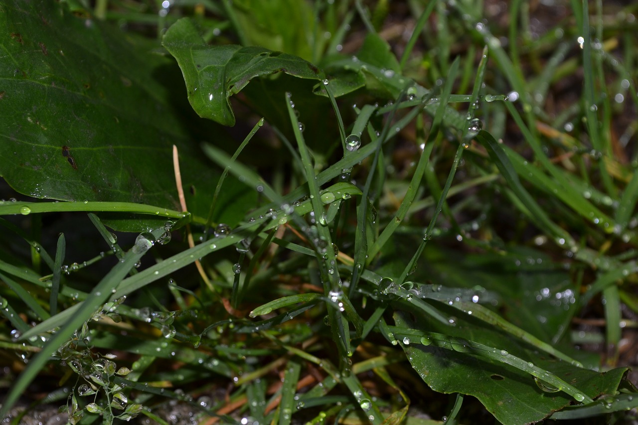 green  grass  nature free photo