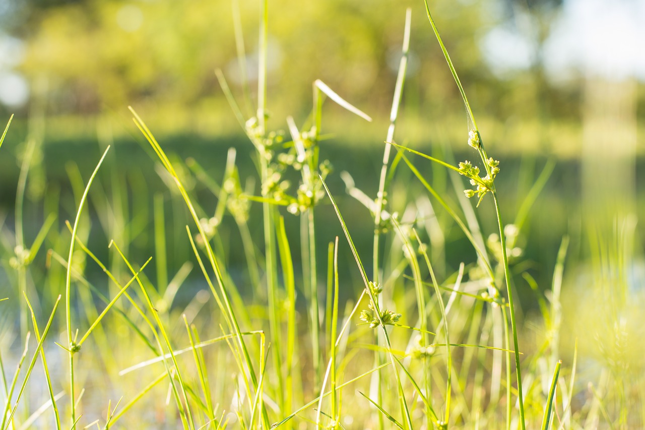 green  grass  pastures free photo