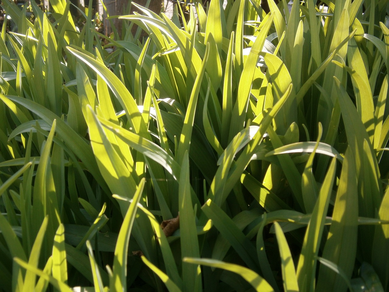 green leaves plant free photo