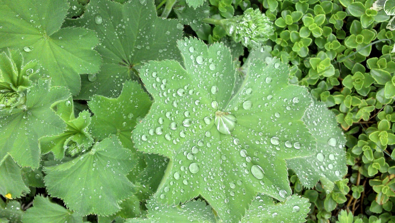 green leaves green green free photo