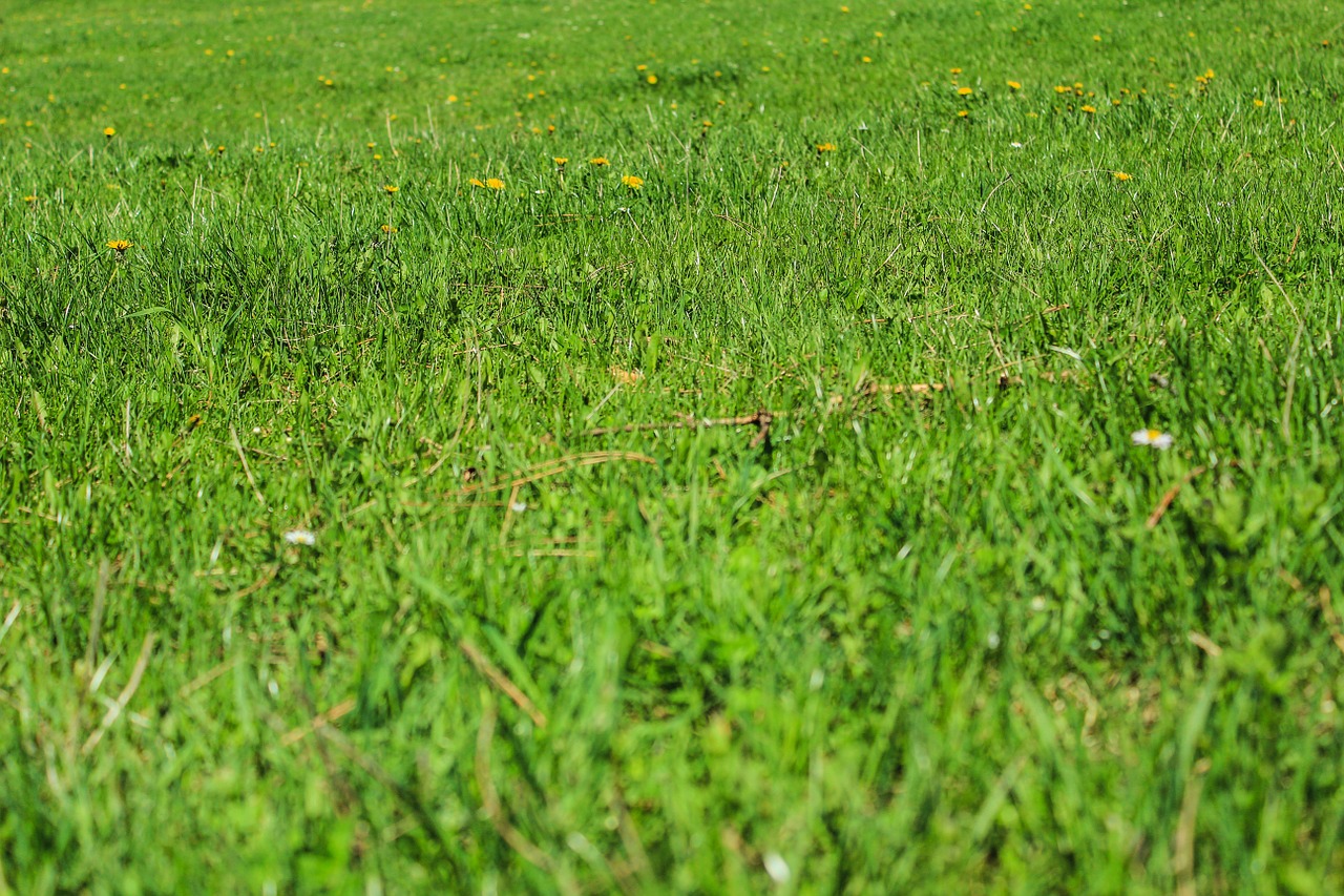 green grass nature free photo