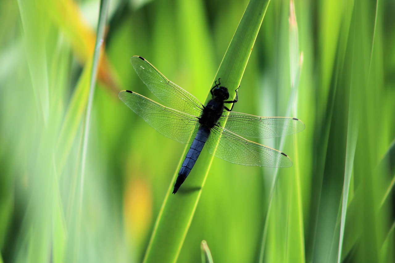 green  dragonfly  nature free photo