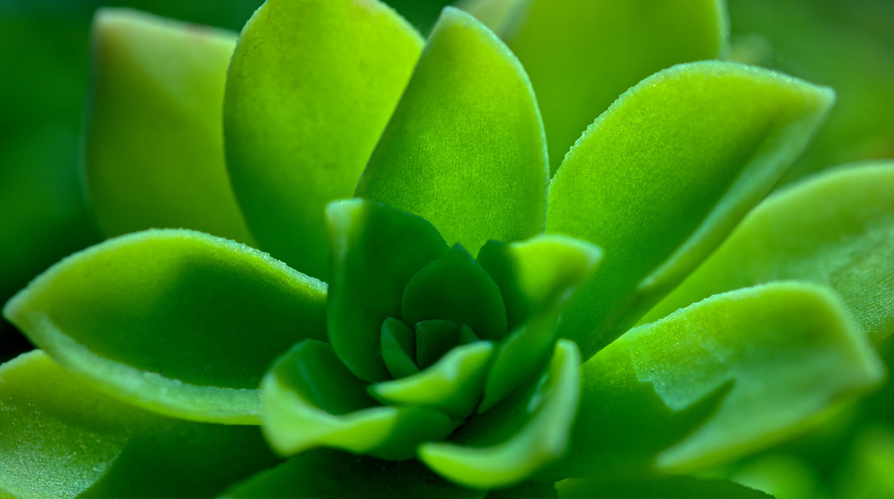 green  succulent plant  nature free photo