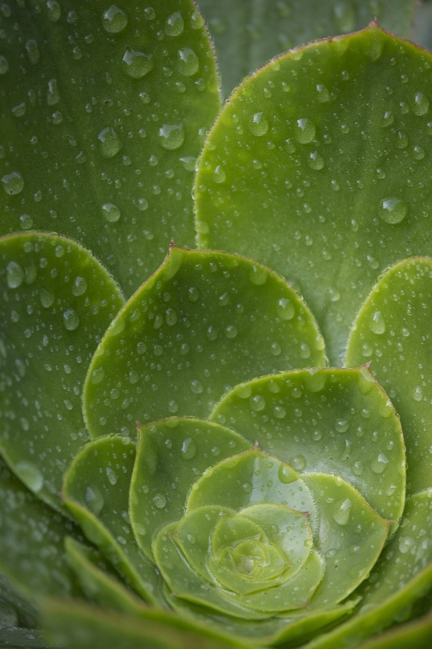 green  nature  succulent free photo