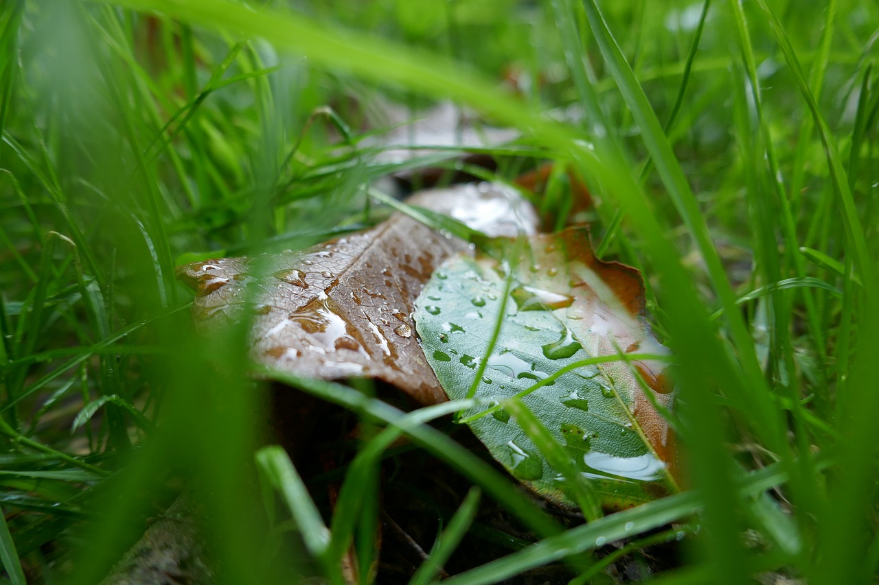 green  rain  raindrop free photo