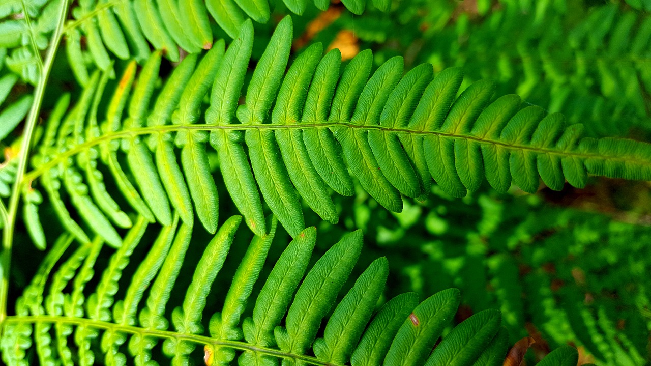 green  fern  leaves free photo