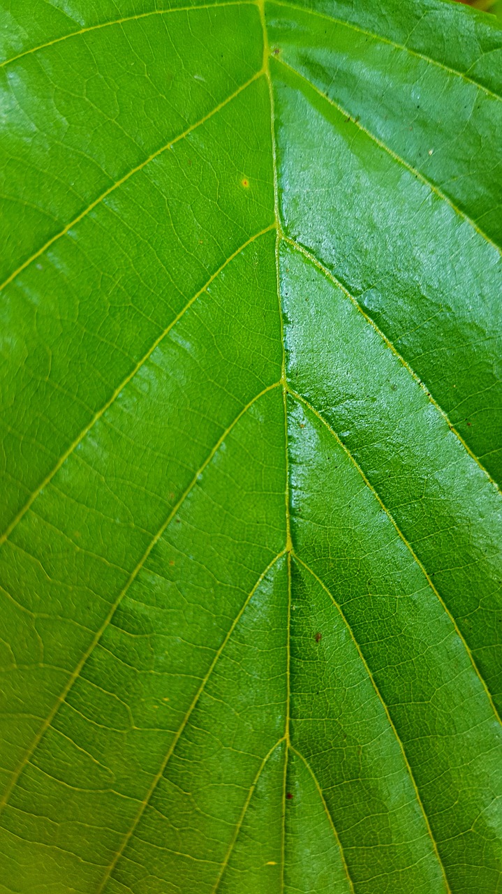 green  leaf  texture free photo