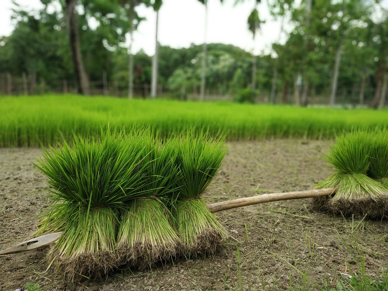 green  beautiful  village free photo