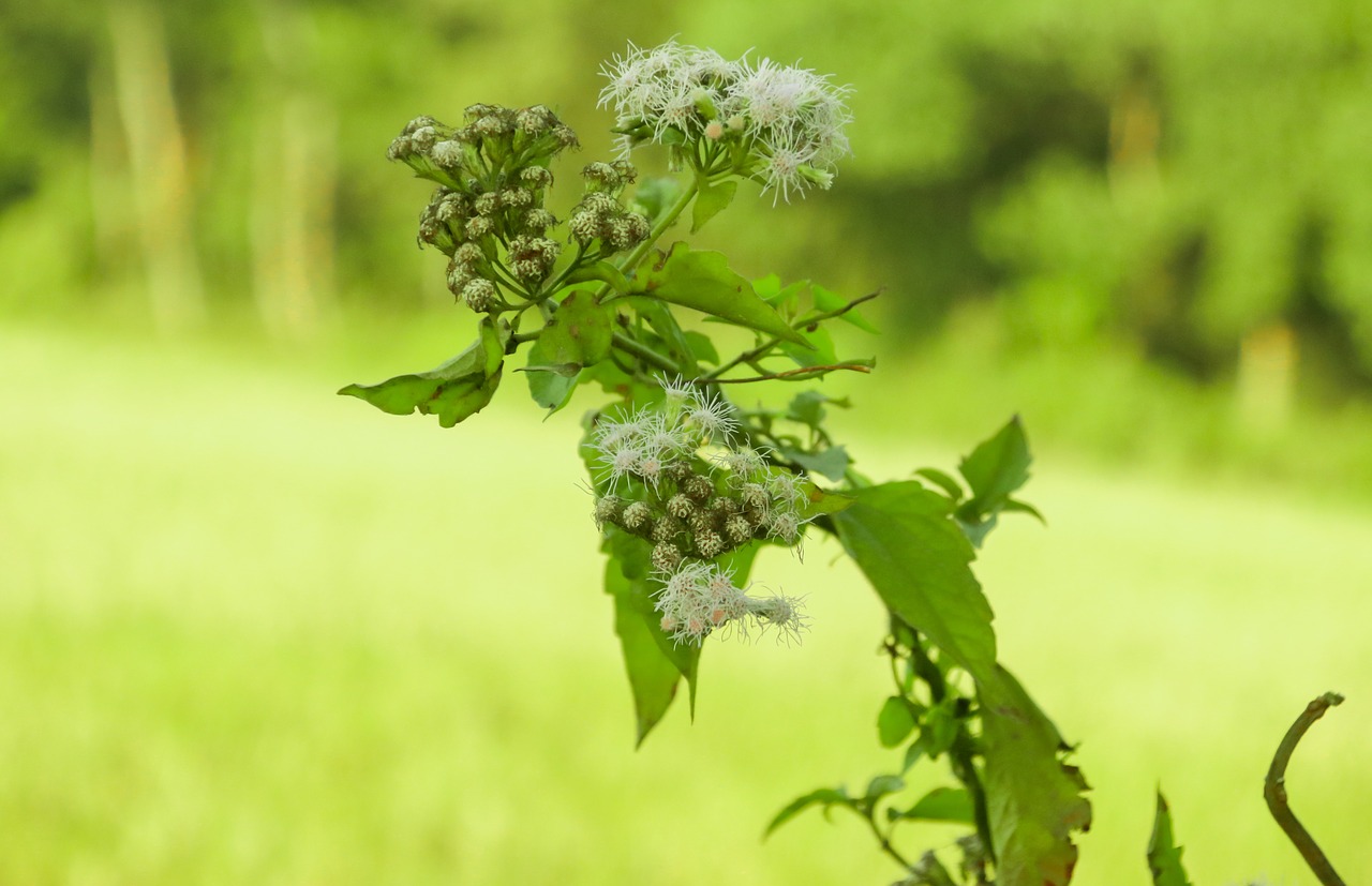 green  nature  tree free photo