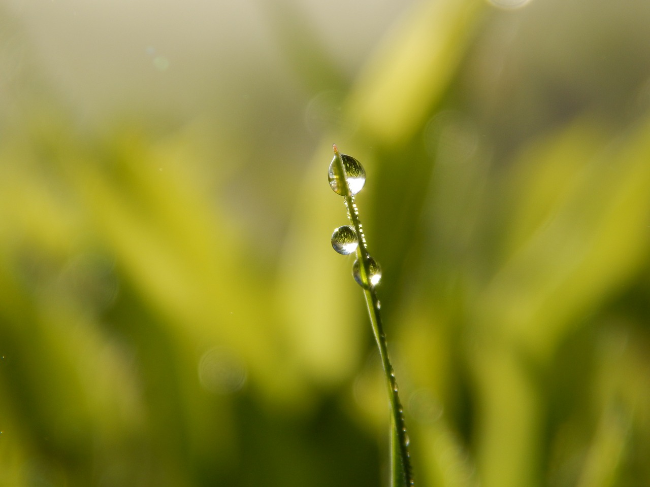 green  grass  nature free photo