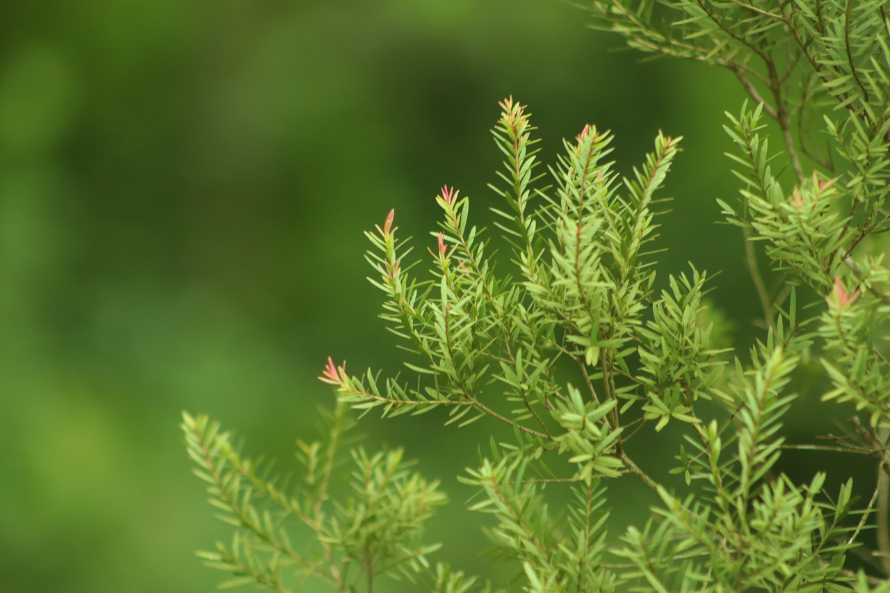 green  yellow  nature free photo