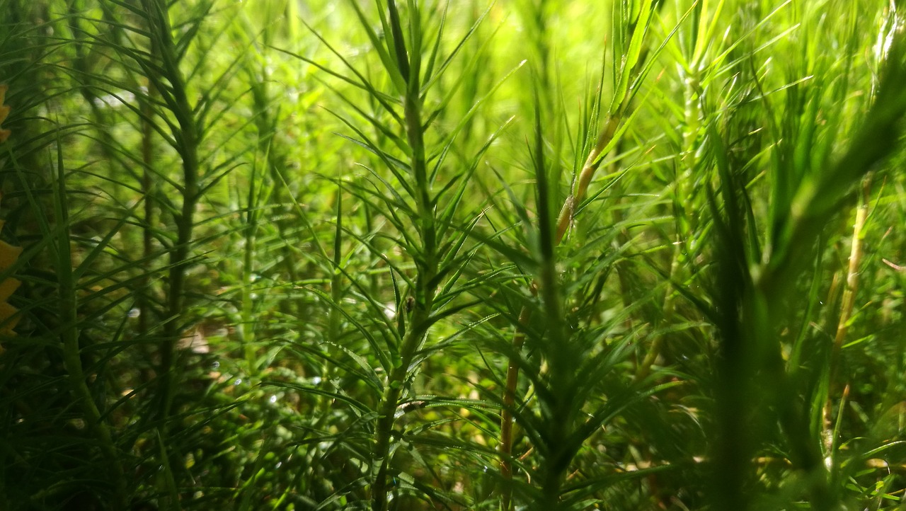 green  grass  plant free photo