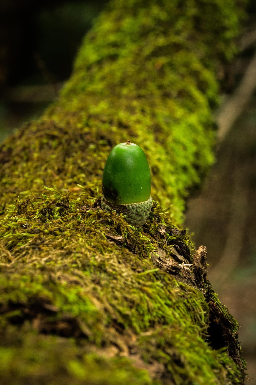 green  acorn  oak free photo