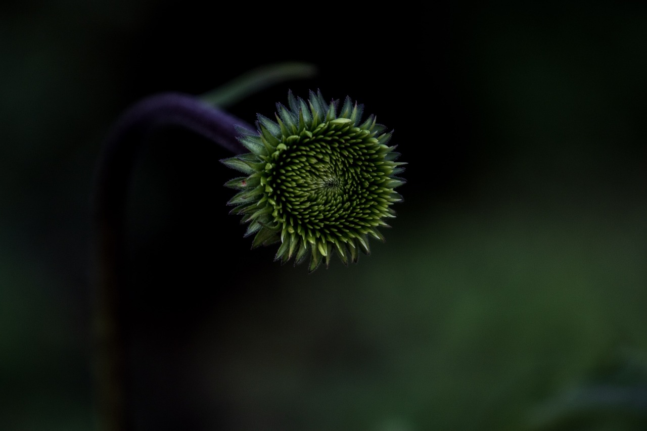 green  flower  nature free photo