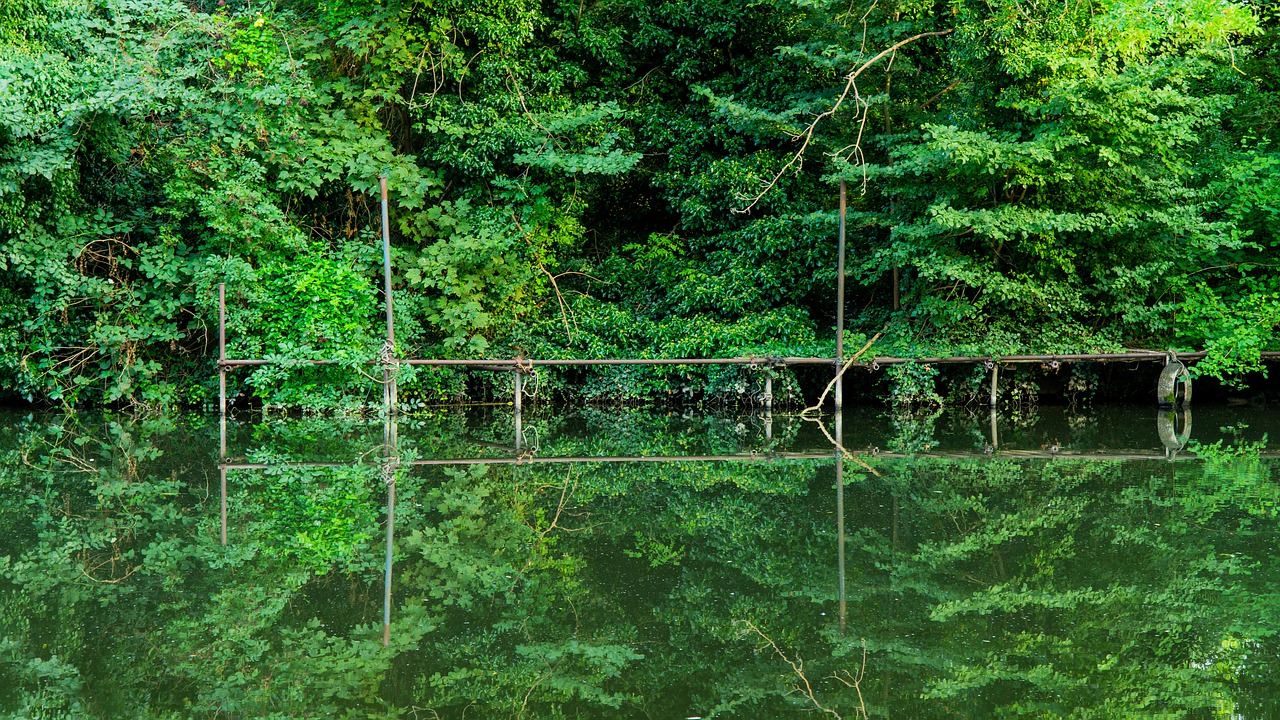 green  reflection  nature free photo