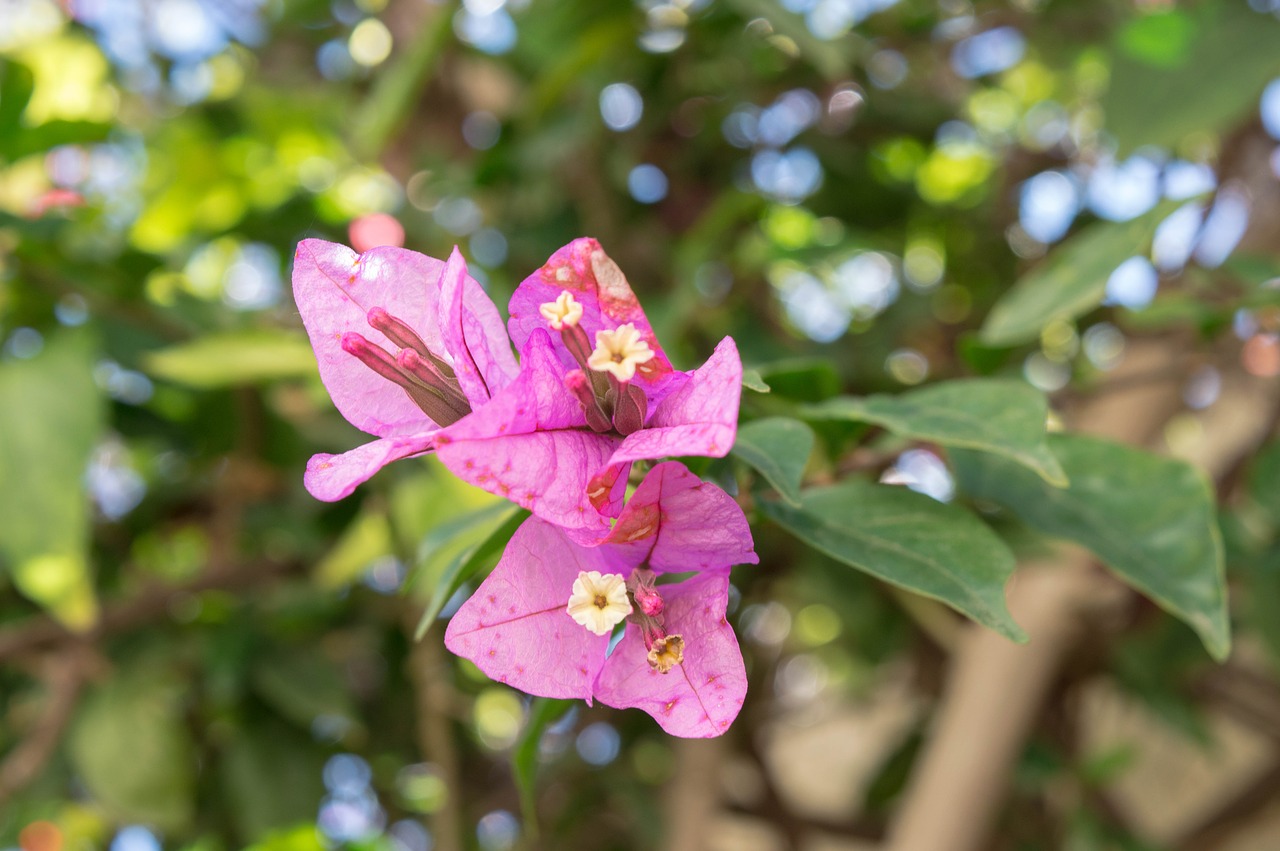 green  flower  nature free photo