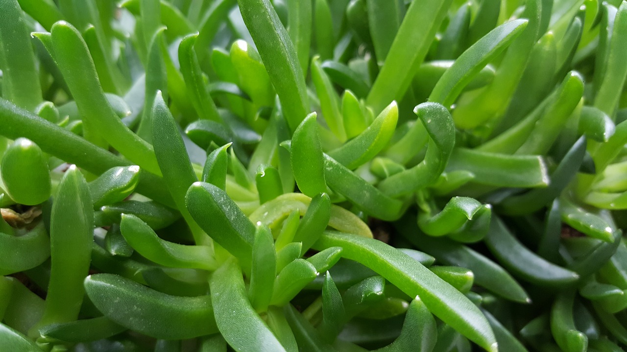 green  cactus  nature free photo