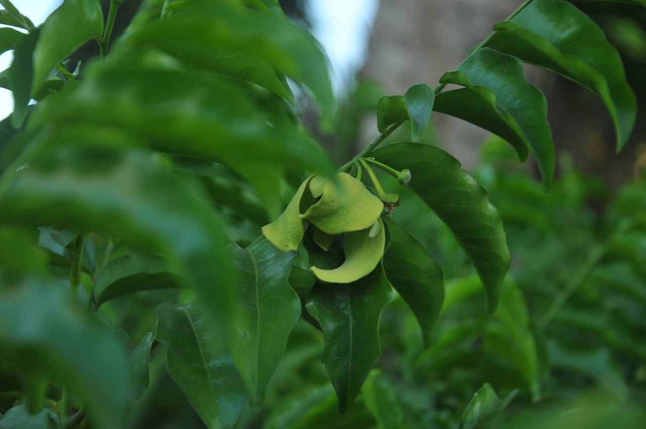 green  flower  green flower free photo