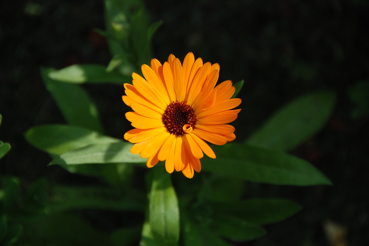 green  marigold  plant free photo