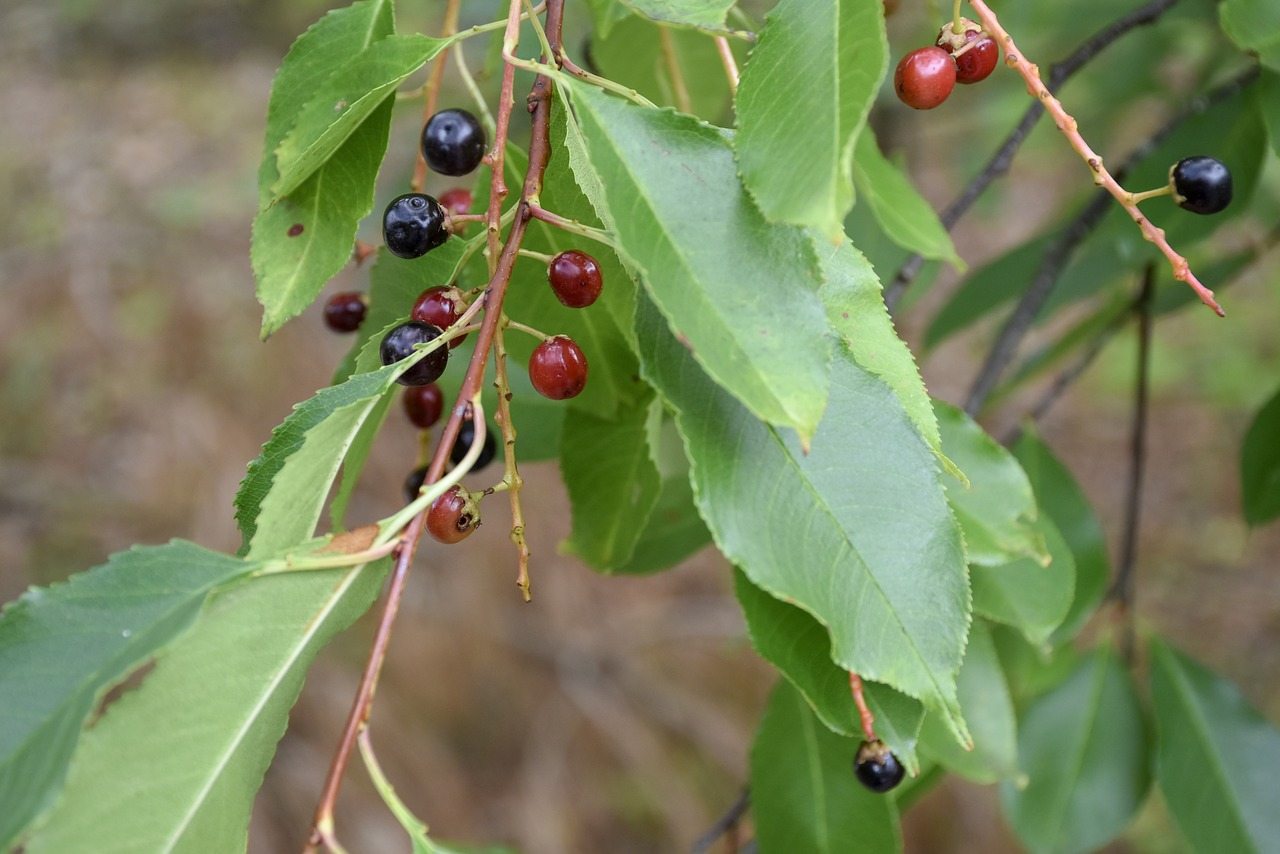 green  berries  bush free photo