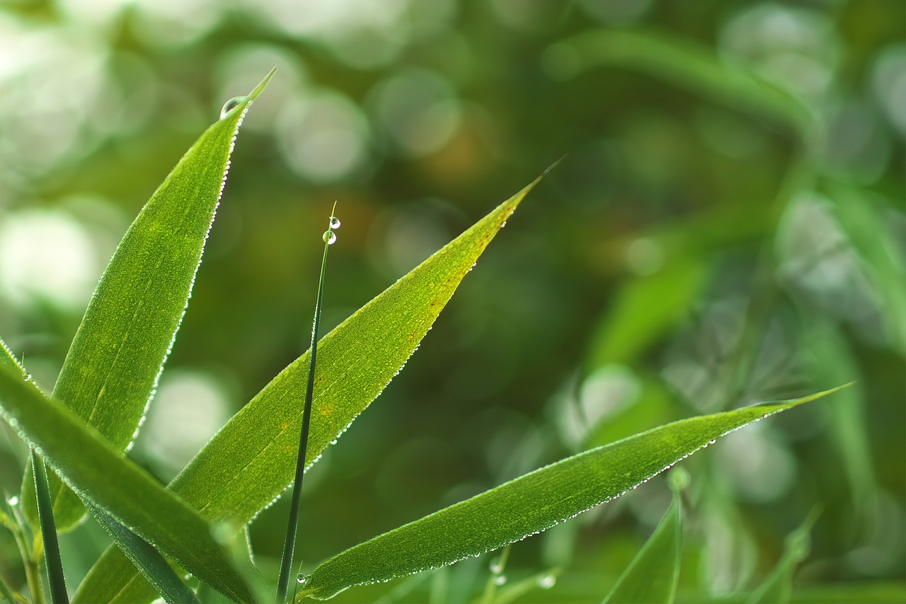 green  wet  drip free photo