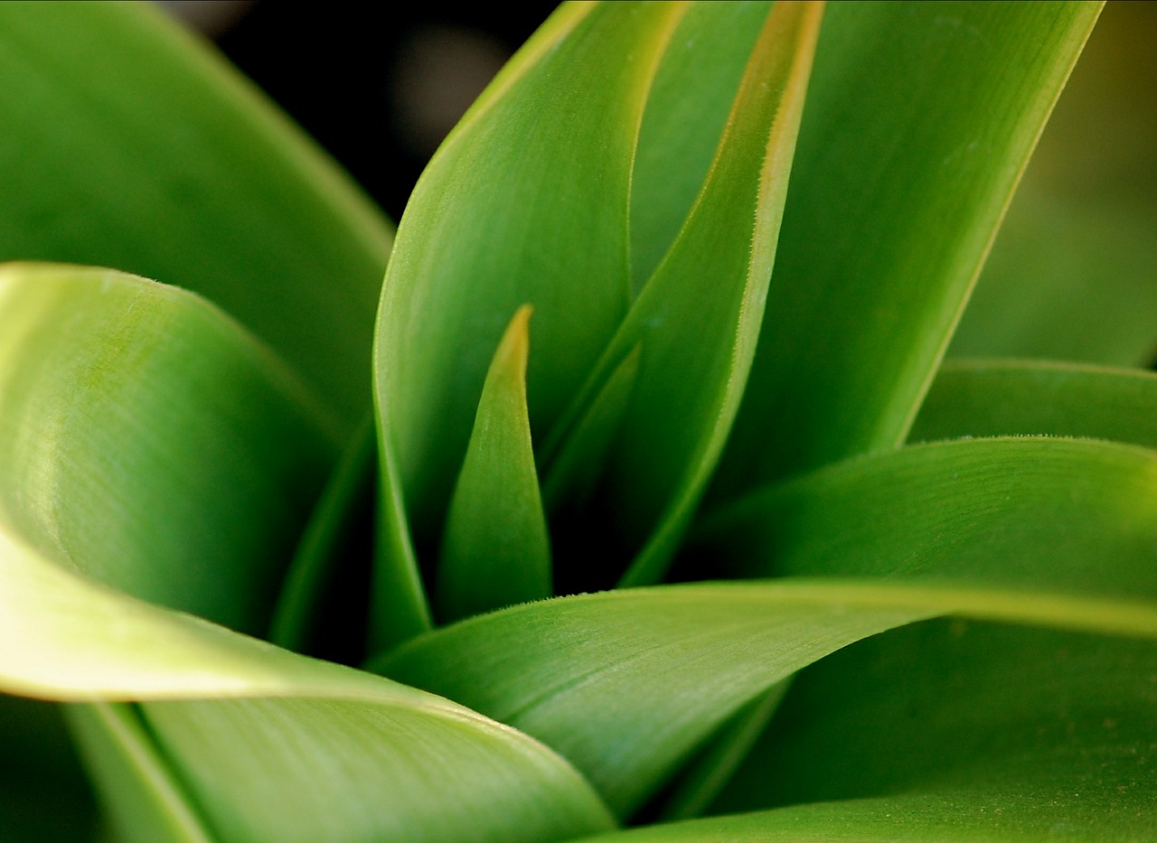 green leaves plant free photo