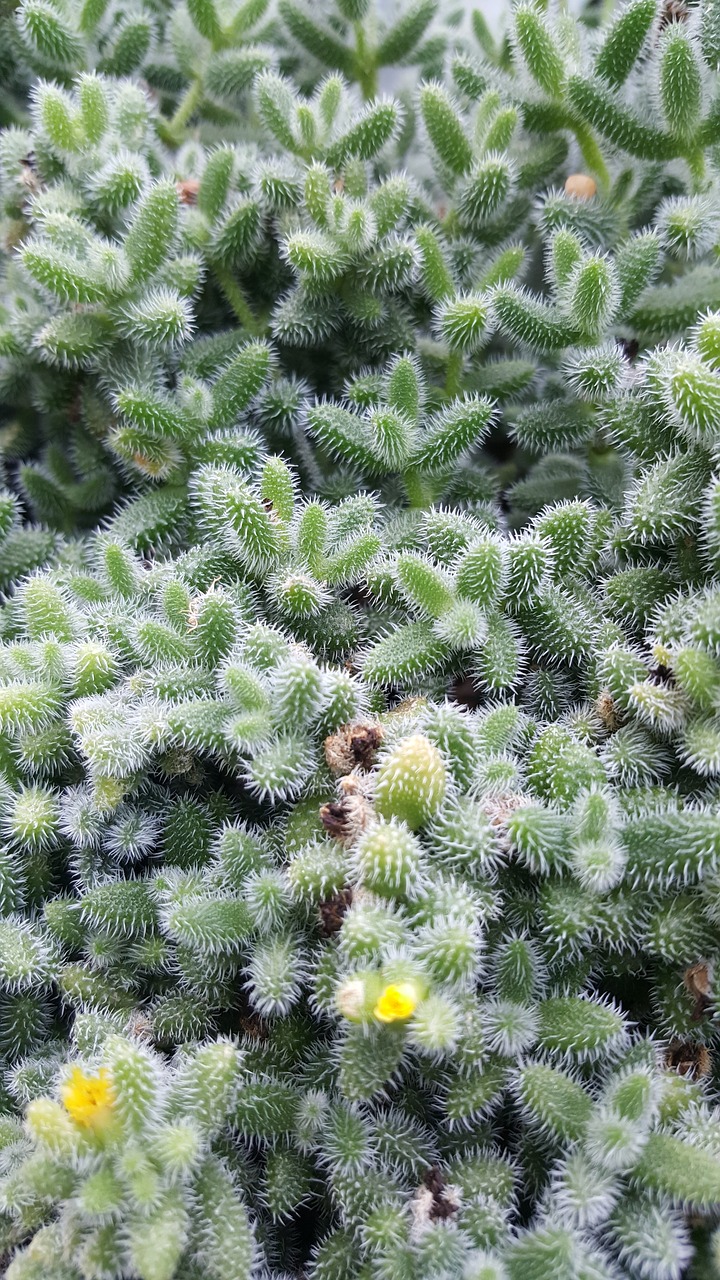 green  cactus  botany free photo