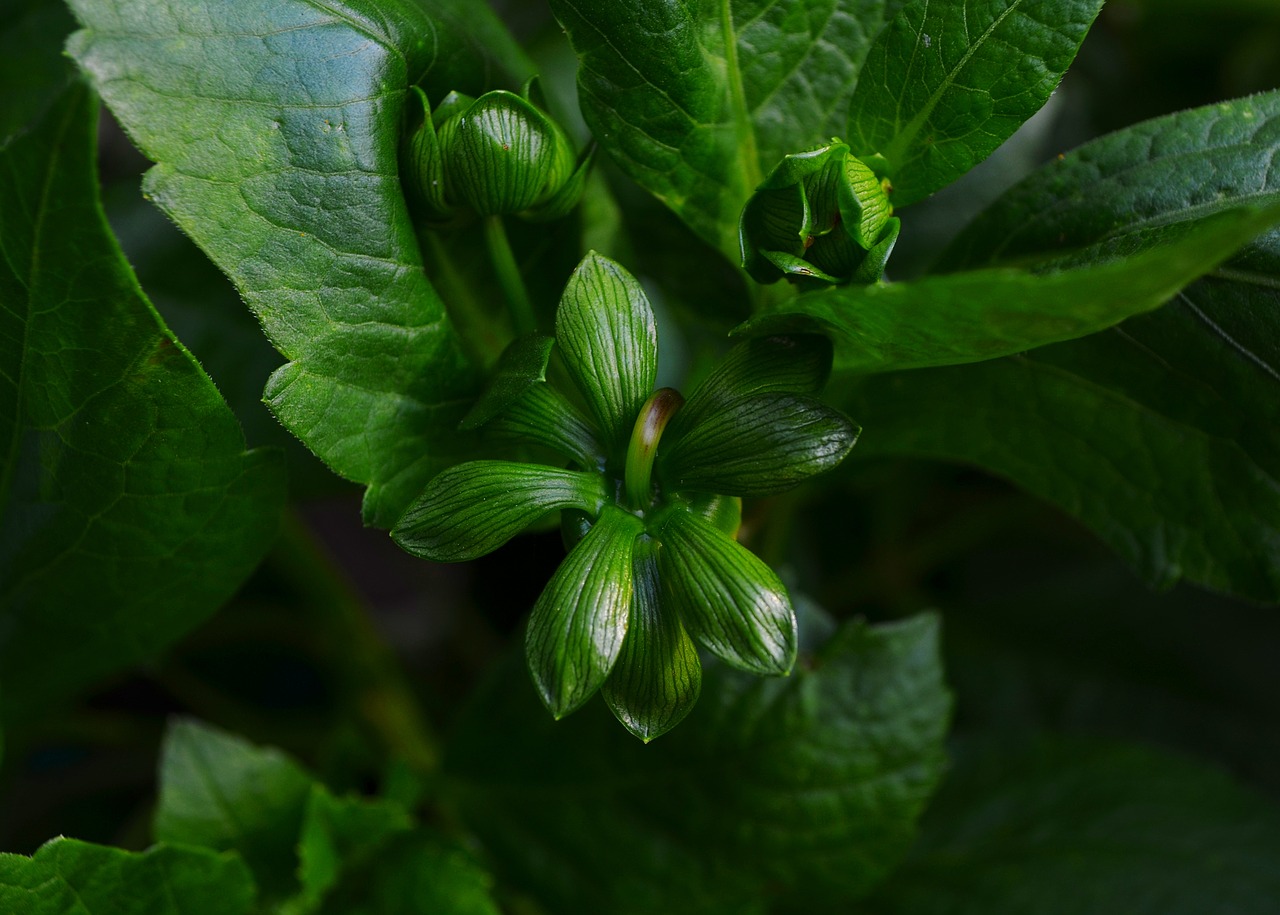 green  beautiful  color free photo