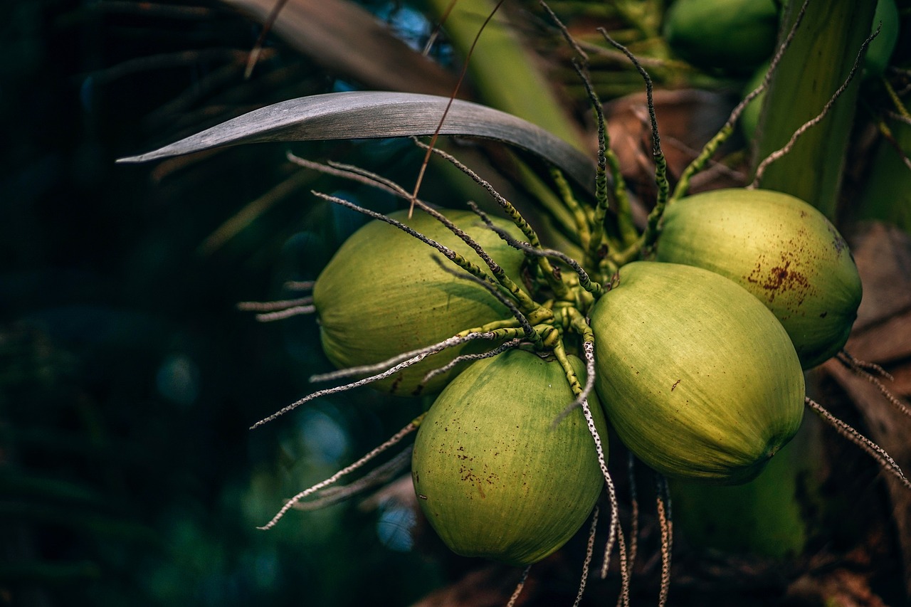 green  coconuts  kohphangan free photo