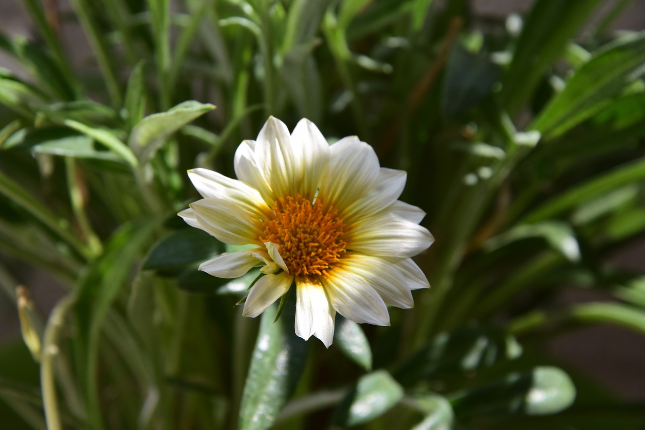 green  flower  spring free photo