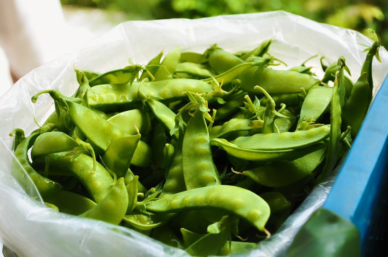 green  autumn leaves  food free photo