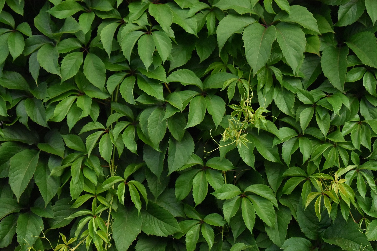 green  plant  wall free photo