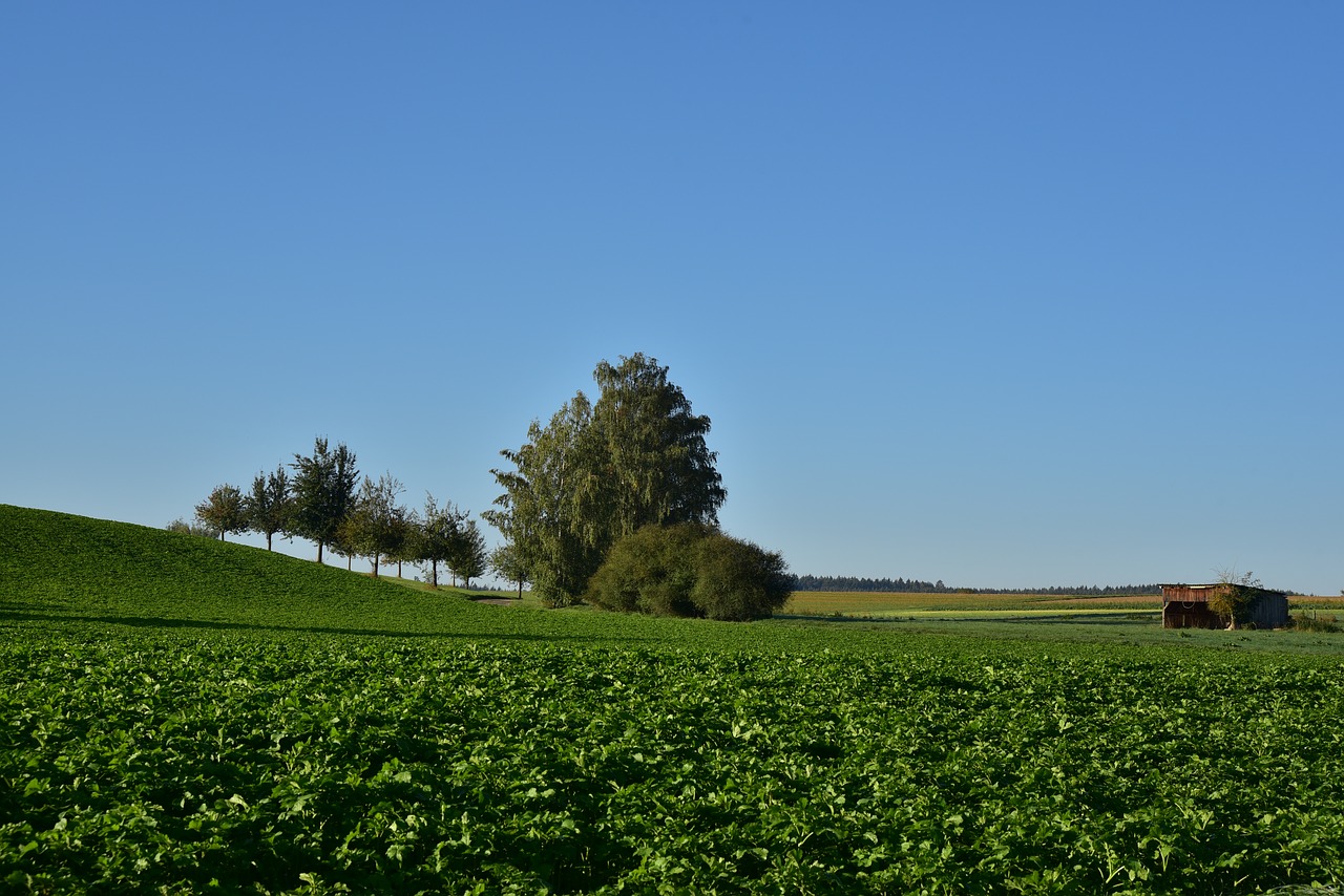 green  landscape  nature free photo