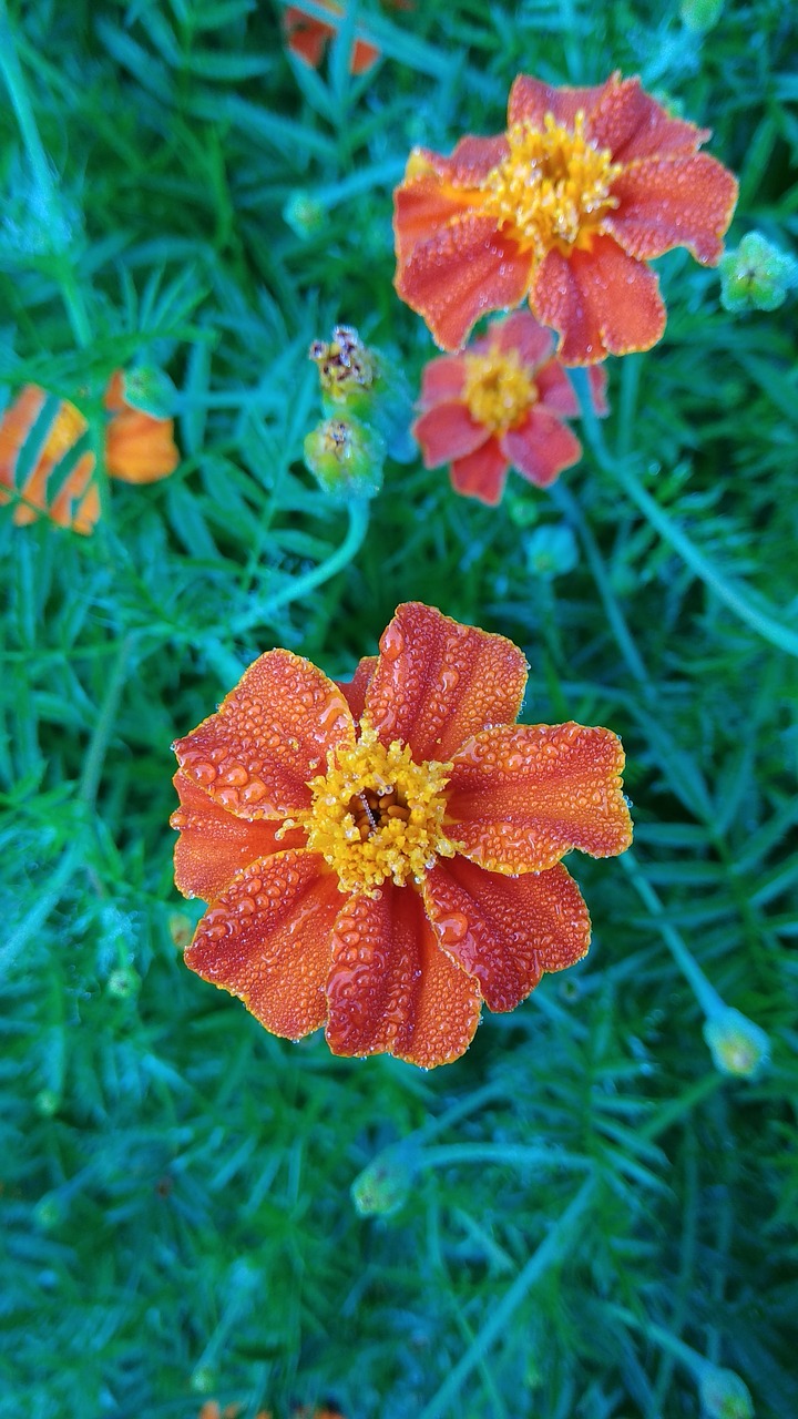 green  orange  flowers free photo